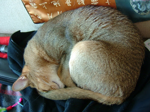 파이어폭스 고양이 바토 [고양이,고양이키우기,고양이집사,반려묘,cat]