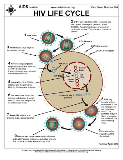 International University: HIV life cycle