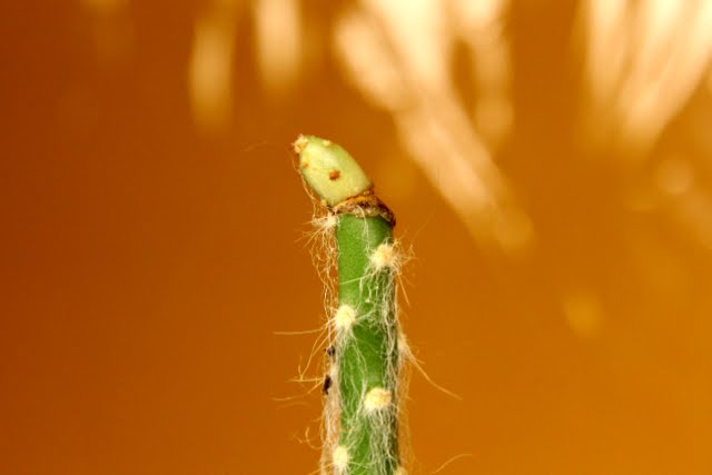 Continuous fails - CactiGuide.com