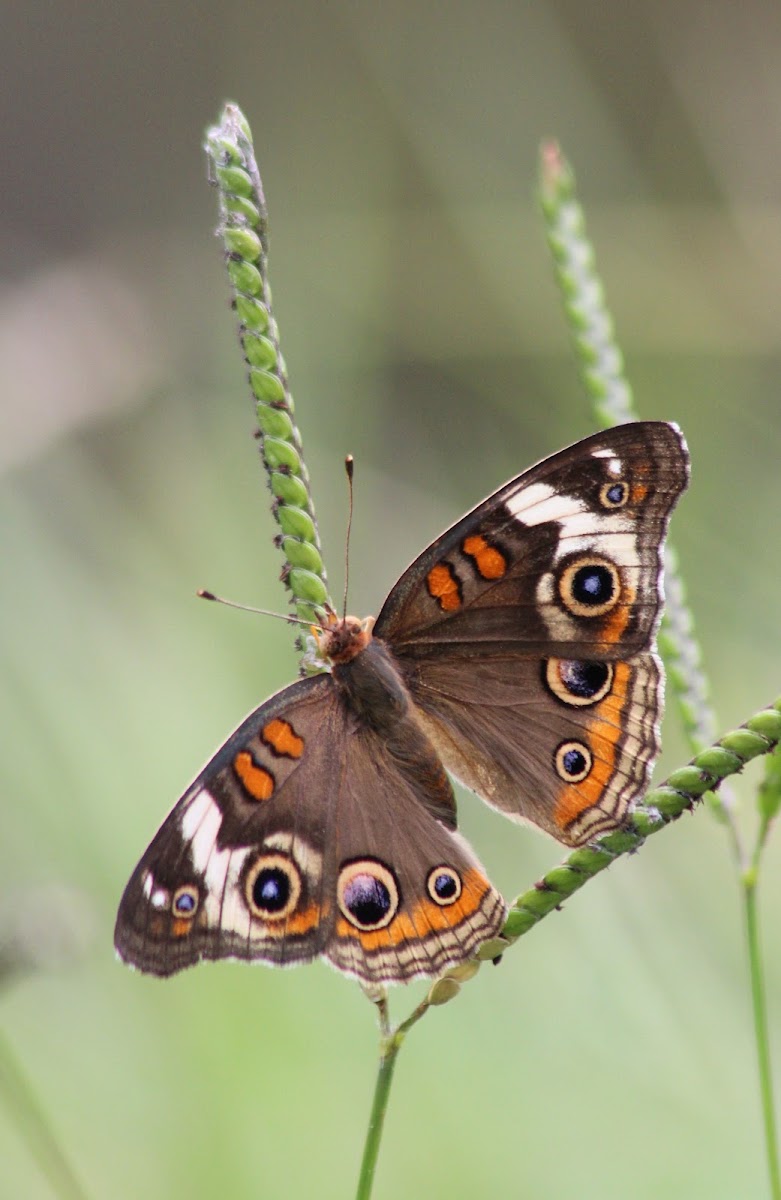 Common buckeye butterfly