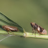 schuimbeestje of schuimcicade (Philaenus spumarius)