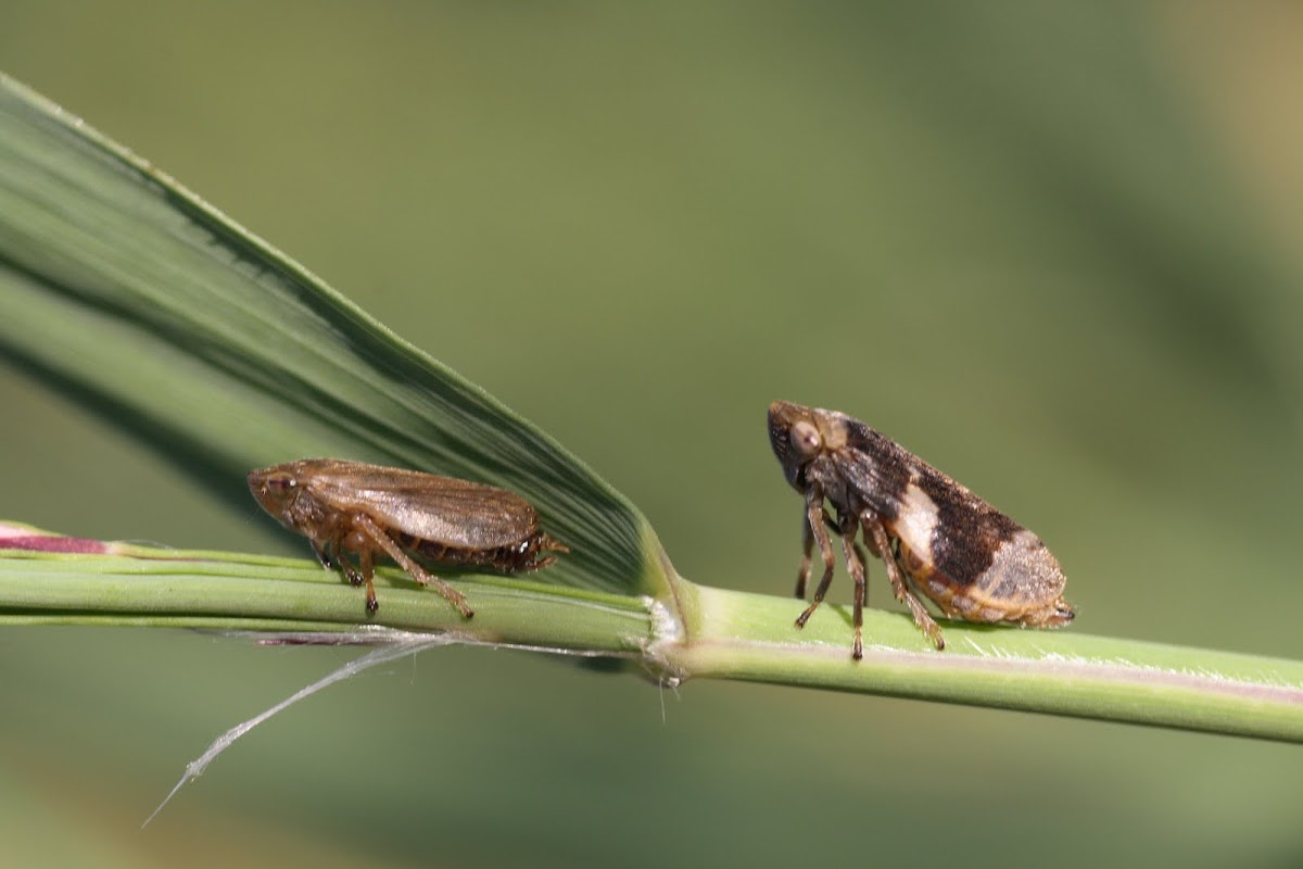 schuimbeestje of schuimcicade (Philaenus spumarius)