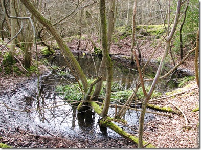 20100317 Pond in Footlands Wood 017