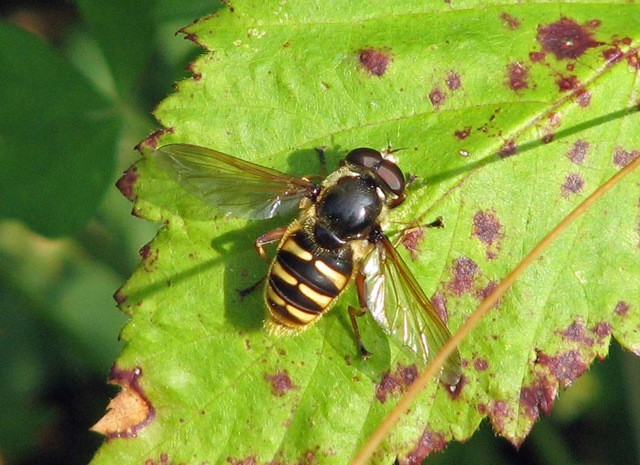 [20090810 BHW Sericomyia silentis[3].jpg]