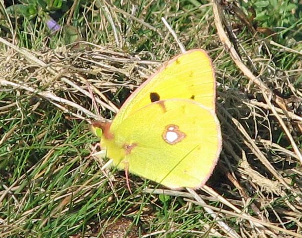 [20090926 BHW Clouded Yellow[3].jpg]