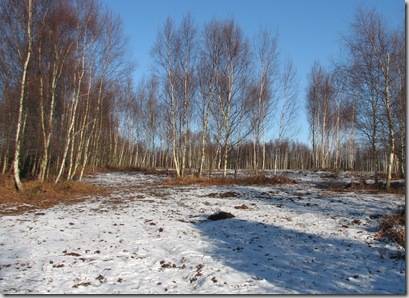snow birch woodland Sussex 001