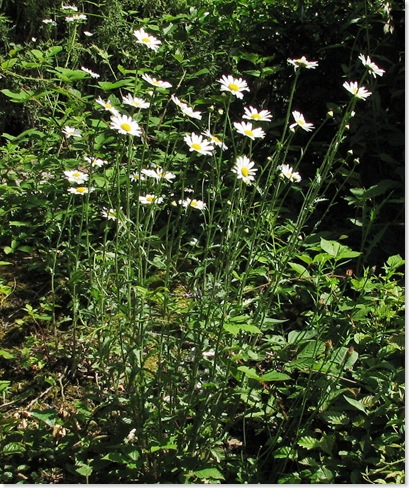 20100614 Killingan ox-eye daisies 023