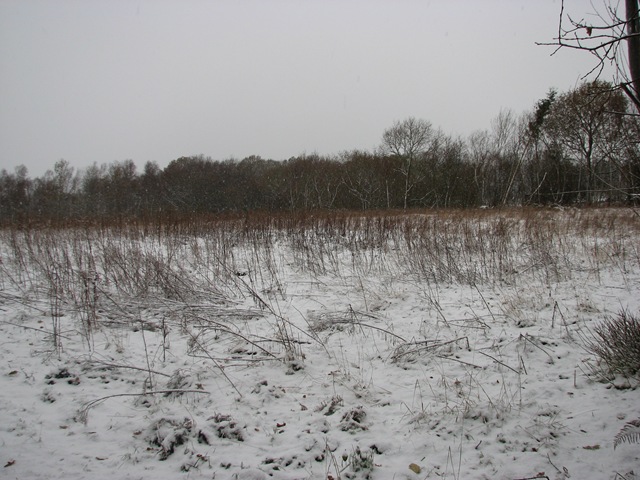[20101218 BHW & Ellie in snow 029[3].jpg]