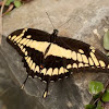  King Swallowtail