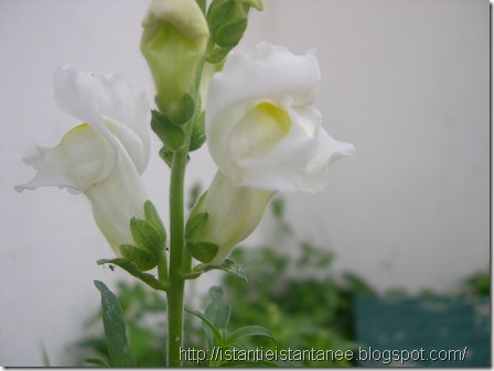 fiore - bianco