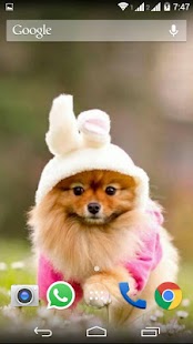 Cute Little Puppies Wallpapers Screenshots 3