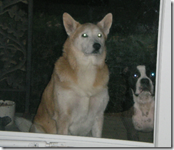 daisy and eddie waiting to come in