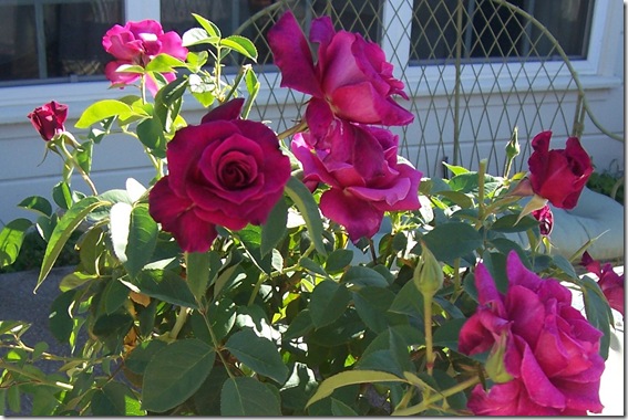 burgundy rose 2