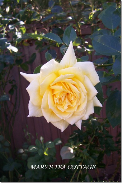 yellow single rose