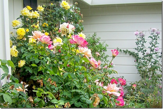 yellow and pink roses in front yard