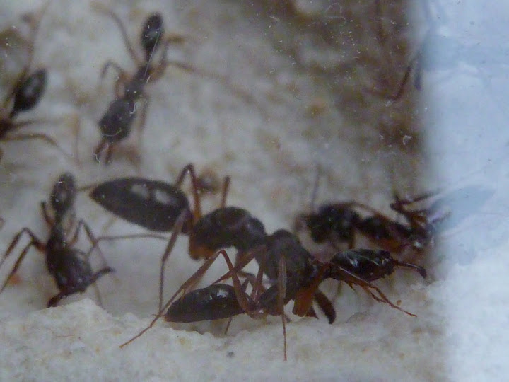 Fourmis%20vente%20031.jpg