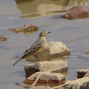 American Pipit