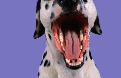 dalmatian-yawn.jpg