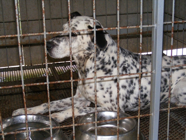 dalmata_2.JPG