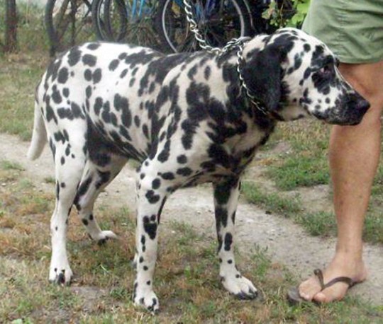 100726_dalmata_kutya.jpg