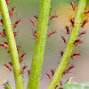 Brown Ambrosia Aphids