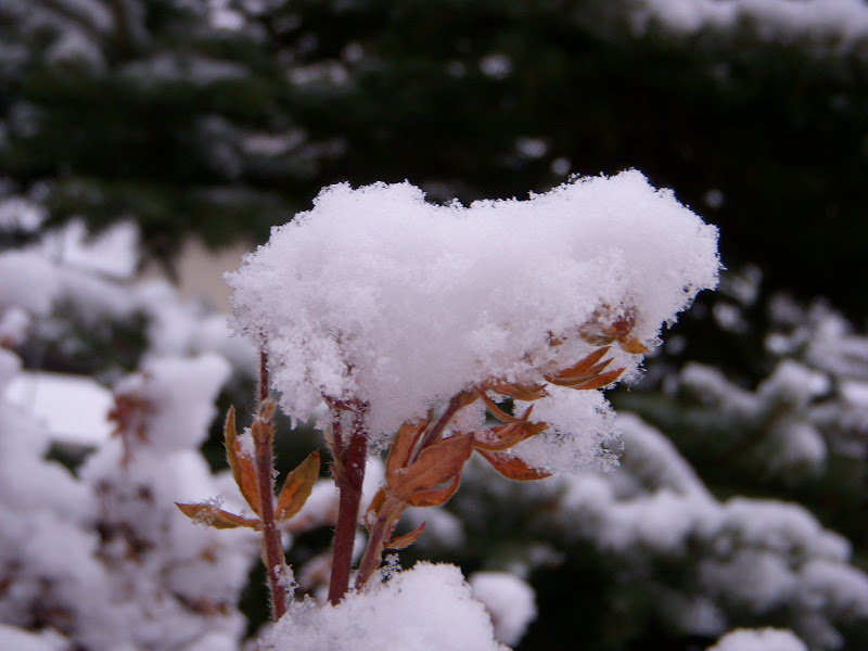 加拿大的雪 家有两个开心果 新浪博客