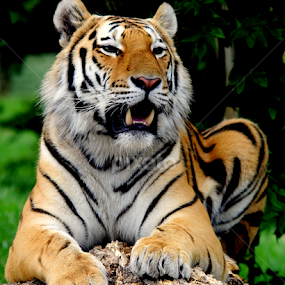 Tiger by Ralph Harvey - Animals Lions, Tigers & Big Cats