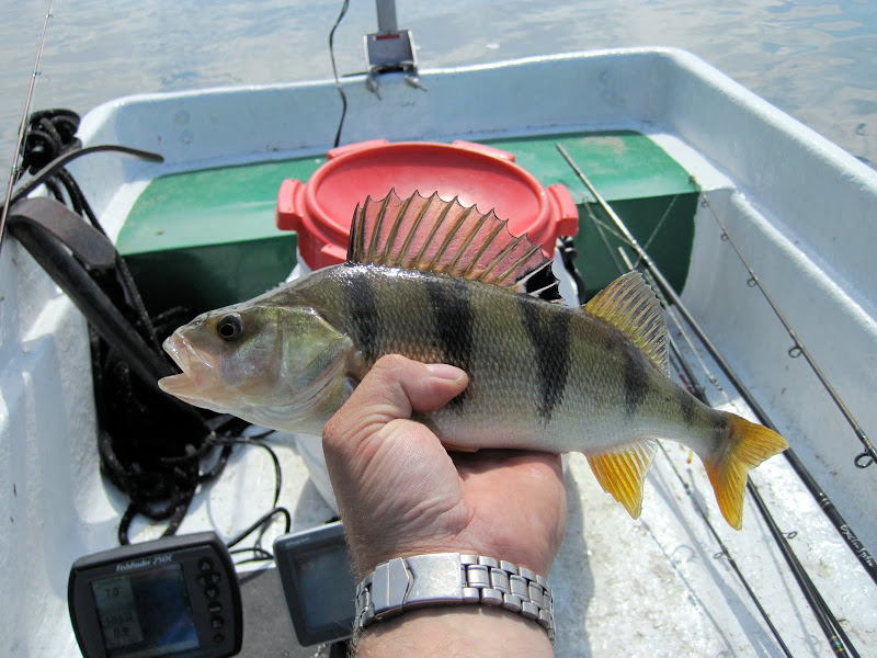 Barsche grätenfrei filetieren. | Grillforum und BBQ - www ...