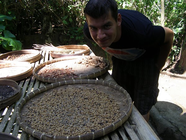 Imagini Indonezia: Bali coffee plantation