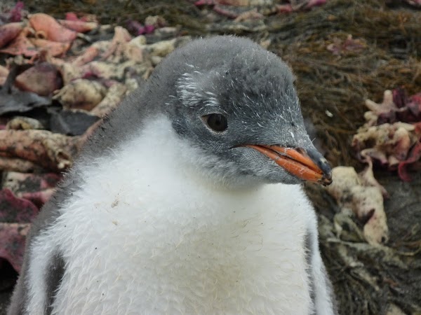 Imagini Antarctica: pinguin.JPG