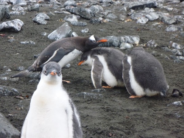 Imagini Antarctica: pinguini.JPG