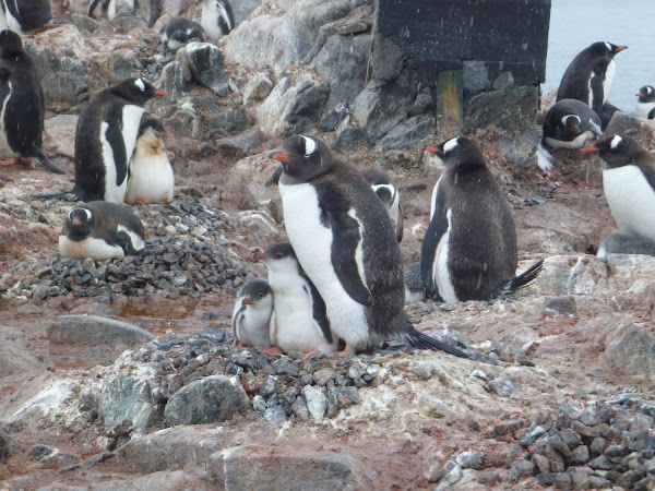 4. familie de pinguini.JPG
