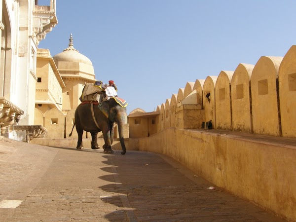 Obiective turistice India: elefanti din Amber Fort Jaipur