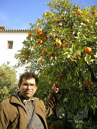 Obiective turistice Spania: portocali in Alcazar Cordoba