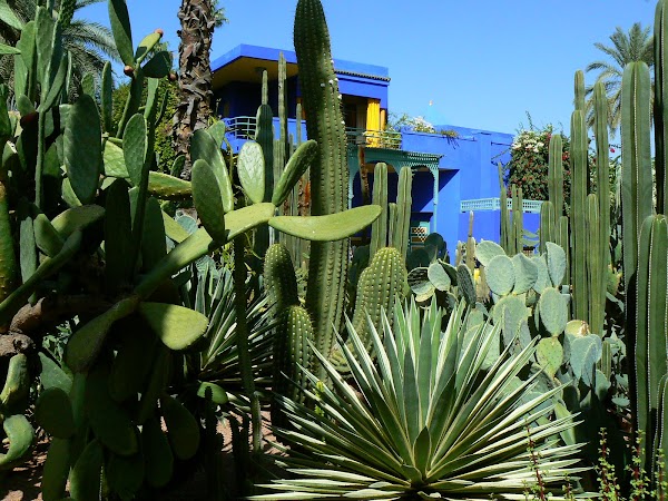 Obiective turistice Maroc: cactusi