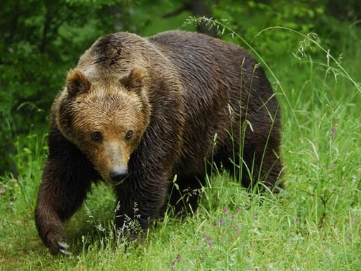 list of major  species bears_www.wonders-world.com_1201