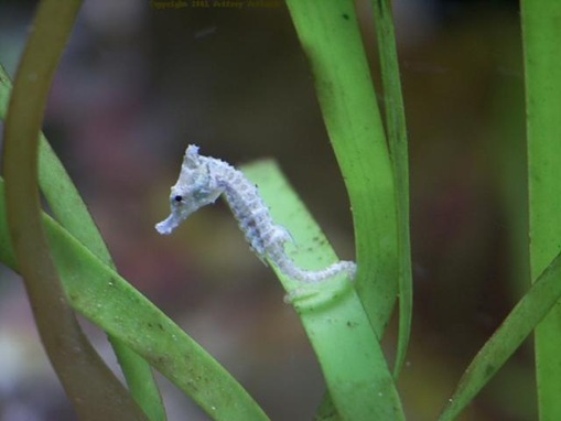 List-smallest-animals-in-the-World_www.wonders-world.com_1m_thumb.jpg