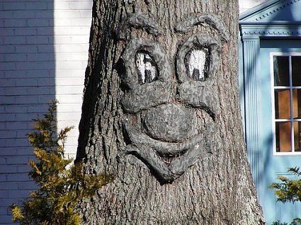 As part of a larger series, here is a "tree face."