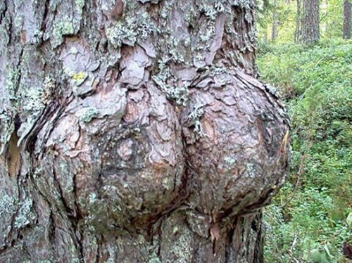 The Tree with the Boobs