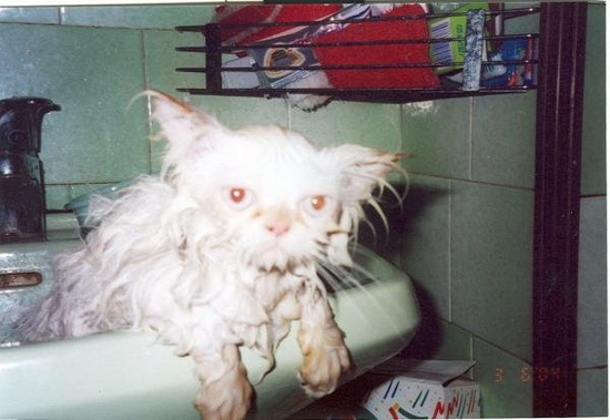 [How do you Bathe your Cat 10[2].jpg]