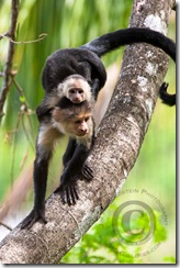 White-headed Capuchin monkey with Baby