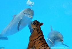 delfin-tigre-amigos3