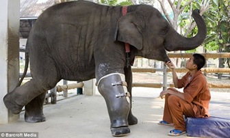 elefante-protesis-imagen1