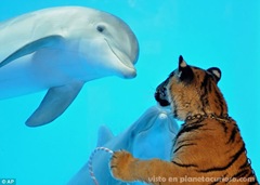 delfin-tigre-amigos