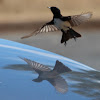 Willie Wagtail