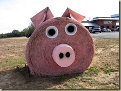 Hay roll pig