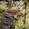 Dark-Spotted Frog