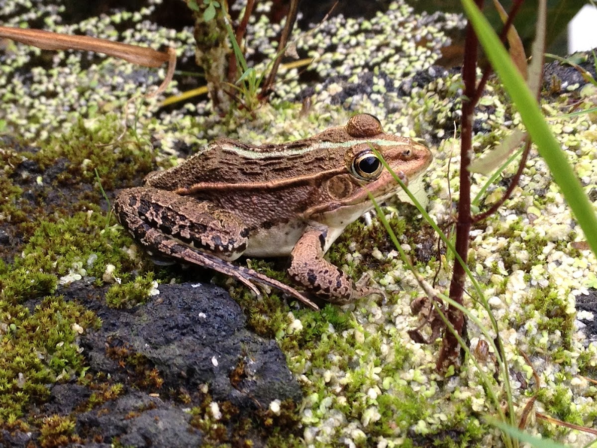 Dark-Spotted Frog