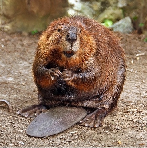 [beaver[3].jpg]