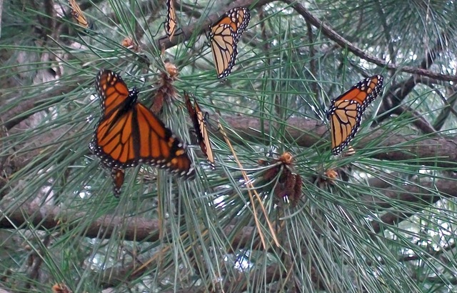 [monarchs closeup[4].jpg]